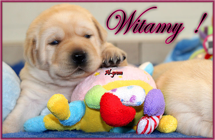 Witamy w hodowli Labradorów Al-grom 