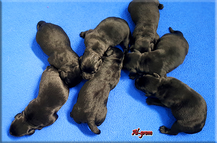 Labrador Retriever szczenie 2 tygodnie