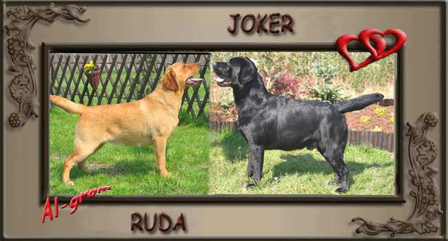 RUDA & JOKER
