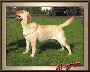 Al-grom ANDY
