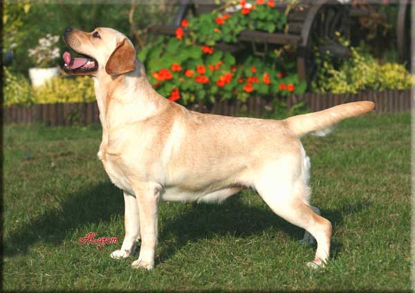  Al-grom BIANCA
