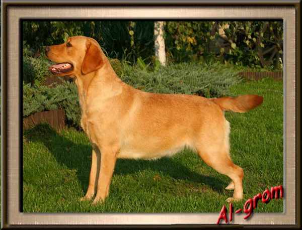 Al-grom EARLY RISER