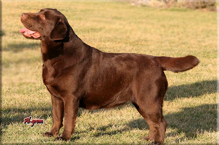  Al-grom ROSSA