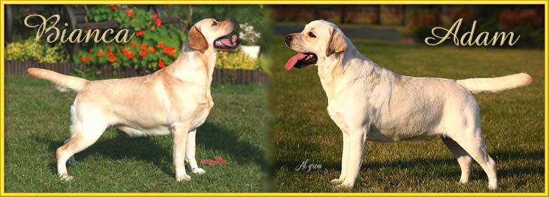 Miot J Labrador Retriever