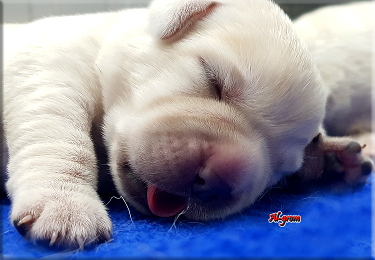 Labrador szczeniak biszkoptowy 