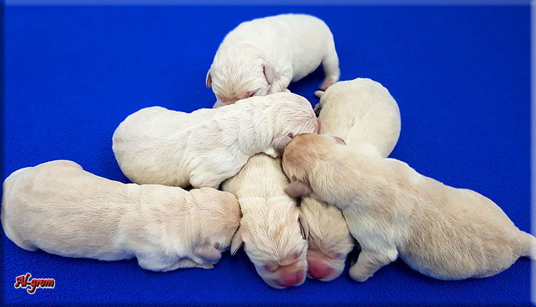 Labrador Retriever szczenie 2 tygodnie