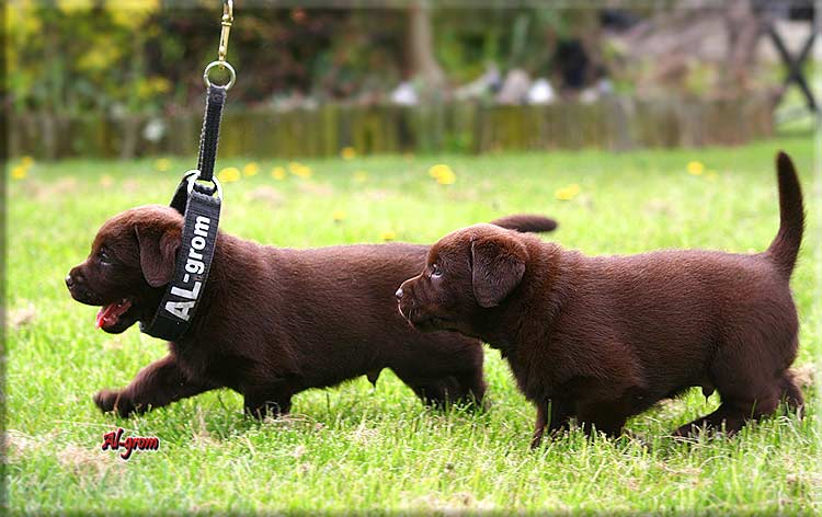 Labrador szczenaczek czekoladowy 