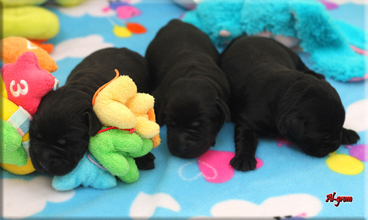 Czarne szczenita Labrador Retriever miot N
