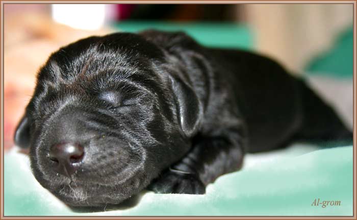 szceniaki labrador retriever