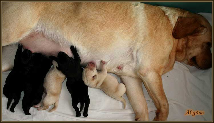 szceniaki labrador retriever