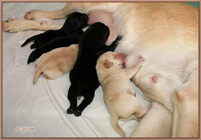 szceniaki labrador retriever