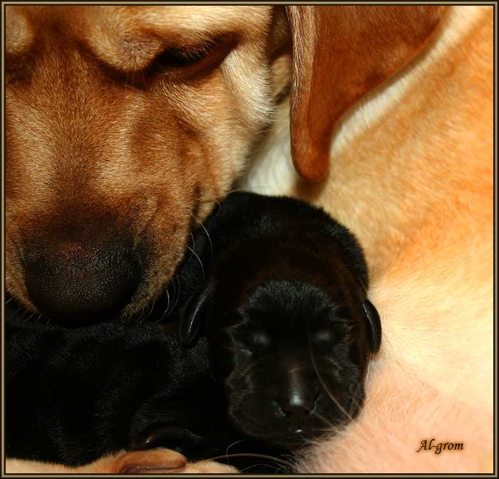 szceniaki labrador retriever