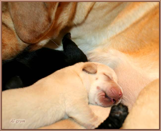 szceniaki labrador retriever